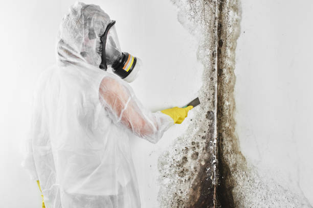 Professional Mold Remediation in Rutherfordton, NC